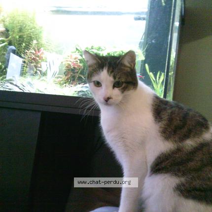 Foto 1/1 Dipsy Chat perdido en Schiltigheim