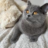 Foto del gato perdido en Montreuil