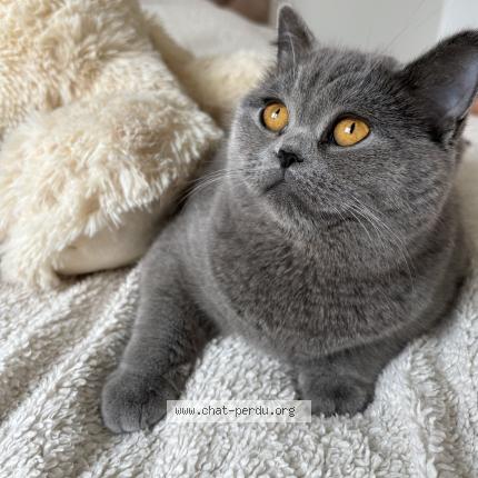 Foto 1/1 Bella Chat perdido en Montreuil