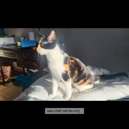 Foto 1/1 alma Chat perdido en Sollies ville