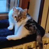 Foto del gato perdido en Hem Hardinval