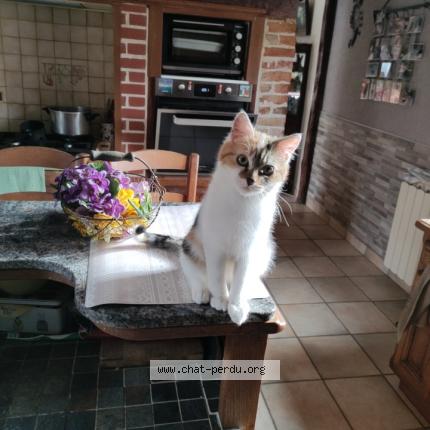 Foto 2/2 oph&eacute;lie Chat perdido en Hem hardinval