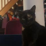 Foto del gato perdido en Maroeil