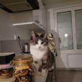 Foto del gato perdido en Evellys