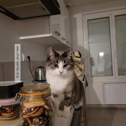 Foto 1/1 Kira Chat perdido en Evellys