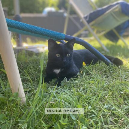 Foto 1/1 Maïster Chat perdido en Ernage gembloux