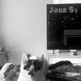 Foto del gato perdido en Saint Amand Les Eaux