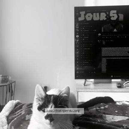 Foto 1/1 nanou Chat perdido en Saint amand les eaux