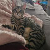 Foto del gato perdido en Le Cellier