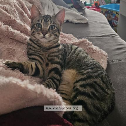 Foto 1/1 Rocky Chat perdido en Le cellier