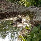 Foto del gato perdido en Riberac