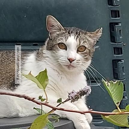 Foto 1/1 Mario Chat perdido en Roeze sur sarthe 72210