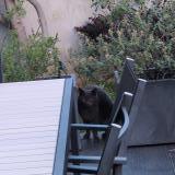 Foto de gato encontrado en Montpellier