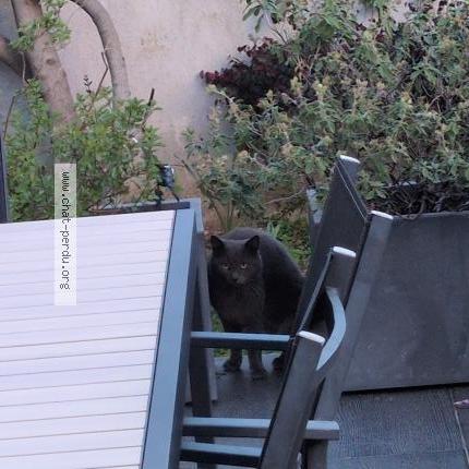 Foto 1/1 Gato encontrado Encontrado en Montpellier