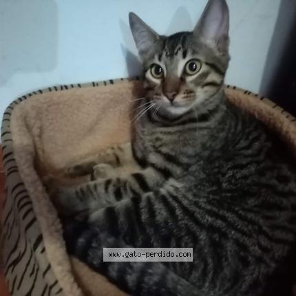 Foto 1/1 Gato encontrado Encontrado en Lima
