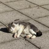 Foto del gato perdido en Fontaines Sur Saone