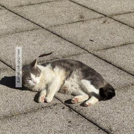 Foto 1/2 Mimi Chat perdido en Fontaines sur saone