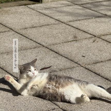 Foto 2/2 Mimi Chat perdido en Fontaines sur saone