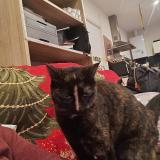 Foto del gato perdido en Marcillac Vallon