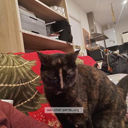 Foto 1/1 Mouflette Chat perdido en Marcillac vallon