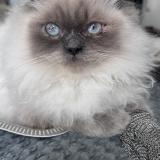 Foto del gato perdido en Marseille