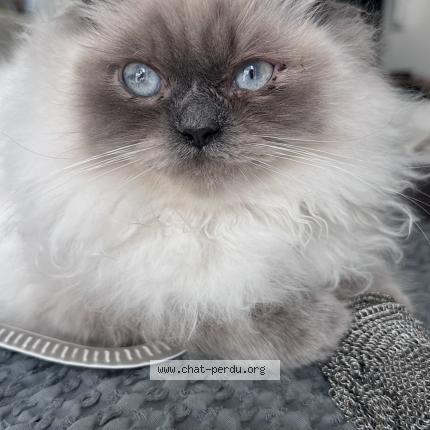 Foto 1/1 Aiko Chat perdido en Marseille