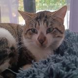 Foto de gato encontrado en Sadirac