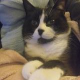 Foto del gato perdido en Sainte Marie De Re