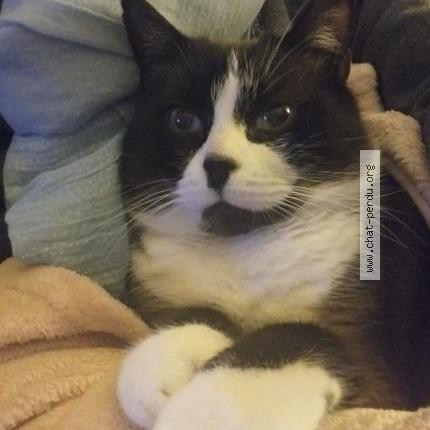 Foto 1/1 Patchouli Chat perdido en Sainte marie de re