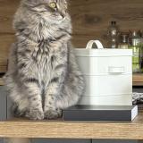 Foto del gato perdido en Fontaines Sur Saone