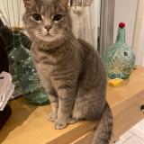 Foto del gato perdido en Strasbourg