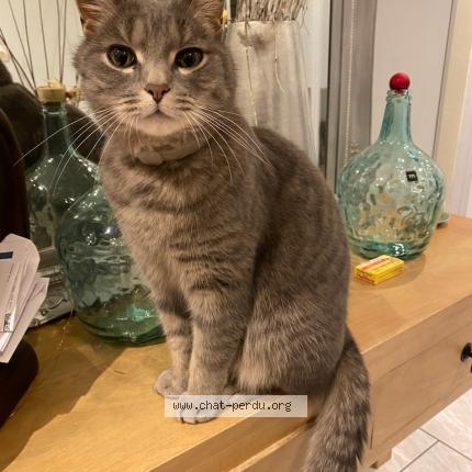 Foto 1/1 Harry Chat perdido en Strasbourg