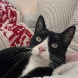 Foto del gato perdido en St Pere En Retz