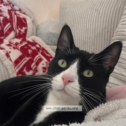 Foto 1/1 Sami Chat perdido en St pere en retz