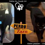 Foto del gato perdido en Perigueux