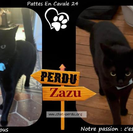 Foto 1/1 Zazu Chat perdido en Perigueux
