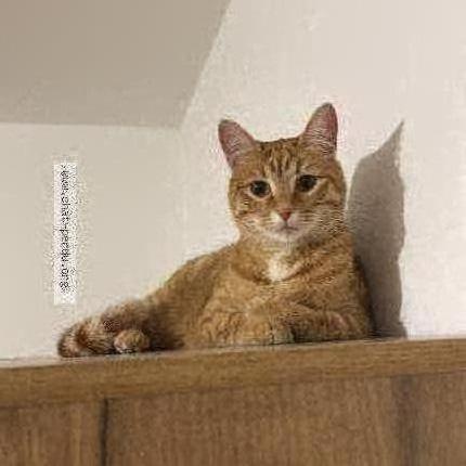 Foto 1/1 Okla Chat perdido en Amiens