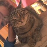 Foto del gato perdido en Saint Loubes