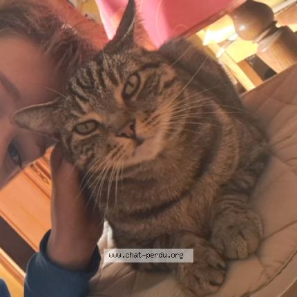 Foto 1/1 Mystique Chat perdido en Saint loubes