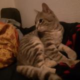 Foto de gato encontrado en Longeville Les Metz