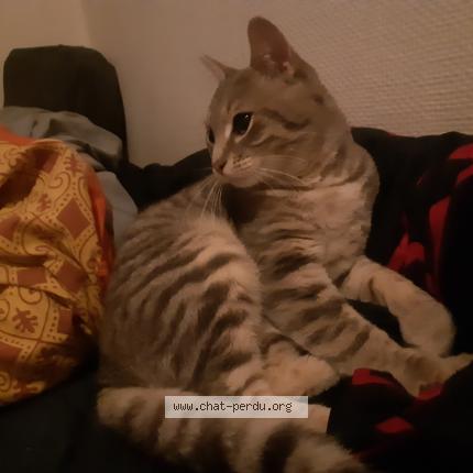 Foto 1/1 Gato encontrado Encontrado en Longeville les metz