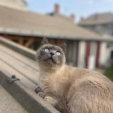 Foto del gato perdido en Tours