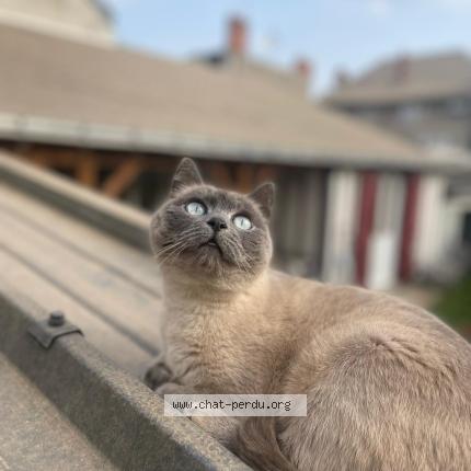 Foto 1/1 Grisette Chat perdido en Tours