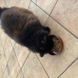 Foto de gato encontrado en St Priest