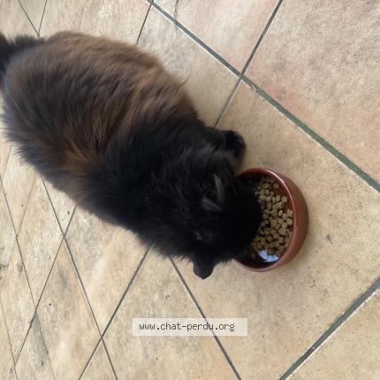 Foto 1/1 Gato encontrado Encontrado en St priest