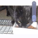 Foto de gato encontrado en Plaisance Du Touch