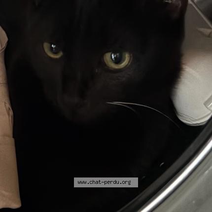 Foto 1/1 Black Chat perdido en Puygiron