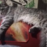 Foto del gato perdido en Nostang