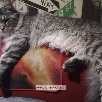 Foto 1/1 Sybelle Chat perdido en Nostang