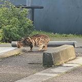 Foto de gato encontrado en Rouen